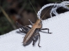 Thyreonotus sp. Thyreonotus sp.