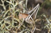 Thyreonotus corsicus (Rambur, 1839)