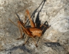 Thyreonotus corsicus (Rambur, 1839)