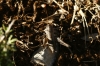 Thyreonotus corsicus (Rambur, 1839)