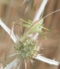Tylopsis lilifolia (Fabricius, 1793)
