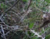 Tylopsis lilifolia (Fabricius, 1793)