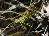 Tylopsis lilifolia (Fabricius, 1793)