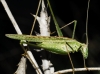 Tylopsis lilifolia (Fabricius, 1793)