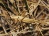 Tylopsis lilifolia (Fabricius, 1793)
