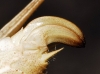 Tylopsis lilifolia (Fabricius, 1793)