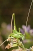 Tylopsis lilifolia (Fabricius, 1793)