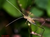 Tylopsis lilifolia (Fabricius, 1793)