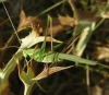 Tylopsis lilifolia (Fabricius, 1793)