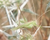 Tylopsis lilifolia (Fabricius, 1793)