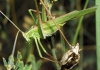 Tylopsis lilifolia (Fabricius, 1793)