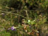 Tylopsis lilifolia (Fabricius, 1793)