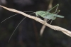 Tylopsis lilifolia (Fabricius, 1793)