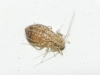 Cerobasis guestfalica
