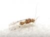 Ectopsocus briggsi/ meridionales Ectopsocus briggsi/ meridionales
