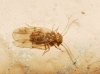 Ectopsocus briggsi/ meridionalis Ectopsocus briggsi/ meridionalis