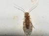 Ectopsocus briggsi/ meridionalis Ectopsocus briggsi/ meridionalis