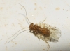 Ectopsocus briggsi/ meridionalis Ectopsocus briggsi/ meridionalis