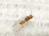 Ectopsocus briggsi/ meridionalis Ectopsocus briggsi/ meridionalis