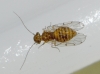 Ectopsocus briggsi/ meridionalis.