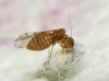 Ectopsocus briggsi/ meridionalis.