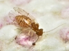 Ectopsocus briggsi/ meridionalis.