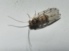 Ectopsocus cf. petersi