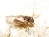 Ectopsocus sp.