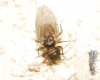 Ectopsocus sp.