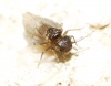 Ectopsocus sp.