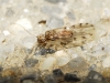 Ectopsocus sp.