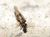 Elipsocus sp.