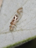 Graphopsocus cruciatus Graphopsocus cruciatus