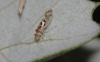 Graphopsocus cruciatus Graphopsocus cruciatus