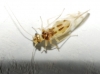 Graphopsocus cruciatus Graphopsocus cruciatus