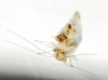 Graphopsocus cruciatus Graphopsocus cruciatus