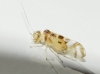 Graphopsocus cruciatus Graphopsocus cruciatus