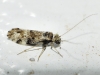 Loensia fasciata Loensia fasciata