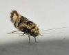 Loensia fasciata