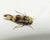 Loensia fasciata