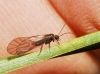 Mesopsocus cf. immunis