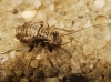 Mesopsocus sp. Mesopsocus sp.