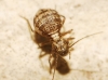 Mesopsocus sp. Mesopsocus sp.