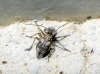 Mesopsocus sp.