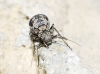 Mesopsocus sp.