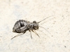 Mesopsocus sp.
