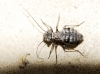 Mesopsocus sp.