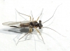 Mesopsocus sp.
