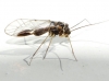 Mesopsocus sp.