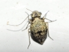 Mesopsocus sp.
